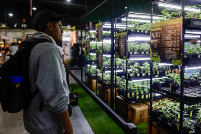 Ciencia, industria y comunidad: Expo Cannabis cierra su sexta edición en Buenos Aires