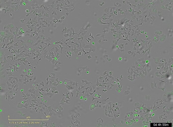 Descubren un mecanismo bacteriano que podría destruir células tumorales