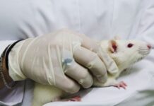 Una terapia experimental logra rejuvenecer las células madre de la sangre