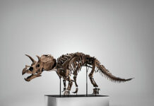 Esqueleto de tricerátops se vende por 5,3 millones en una subasta en Nueva York