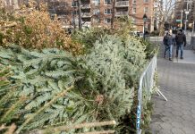 Nueva York recicla árboles de Navidad para nutrir sus parques