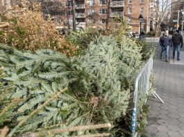 Nueva York recicla árboles de Navidad para nutrir sus parques