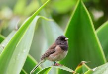 Las restricciones durante la covid alteraron el pico de un tipo de ave