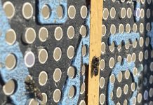 Falta de alimento acelera la metamorfósis en las abejas