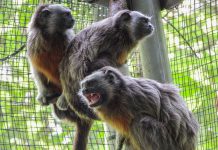 Cuatro titíes grises regresan a la libertad tras un proceso de rehabilitación