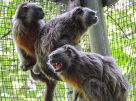 Fotografía cedida este martes por el Área Metropolitana del Valle de Aburrá que muestra unos monos titíes en Medellín (Colombia)que fueron dejados en libertad este martes. EFE/ Área Metropolitana del Valle de Aburrá