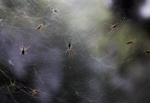 Las arañas desarrollaron hileras para tejer sus telas tras duplicar el genoma