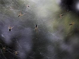 Las arañas desarrollaron hileras para tejer sus telas tras duplicar el genoma
