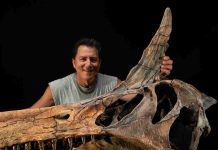 Descubren en el Sáhara un nuevo Spinosaurus