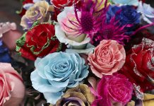 El viaje de millones de rosas de Ecuador