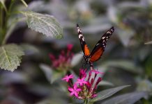 Mariposa monarca ocupa un 64% más de superficie de bosque en México