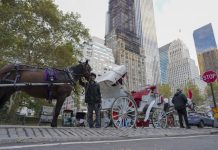 No más carruajes de caballos en Manhattan. Fotografía que muestra un caballo con un carruaje este miércoles, en Central Park, Nueva York (Estados Unidos). EFE/ Angel Colmenares